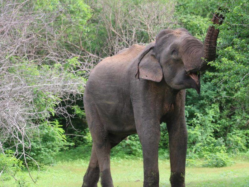 elephant