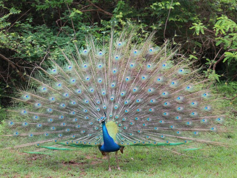 peacock